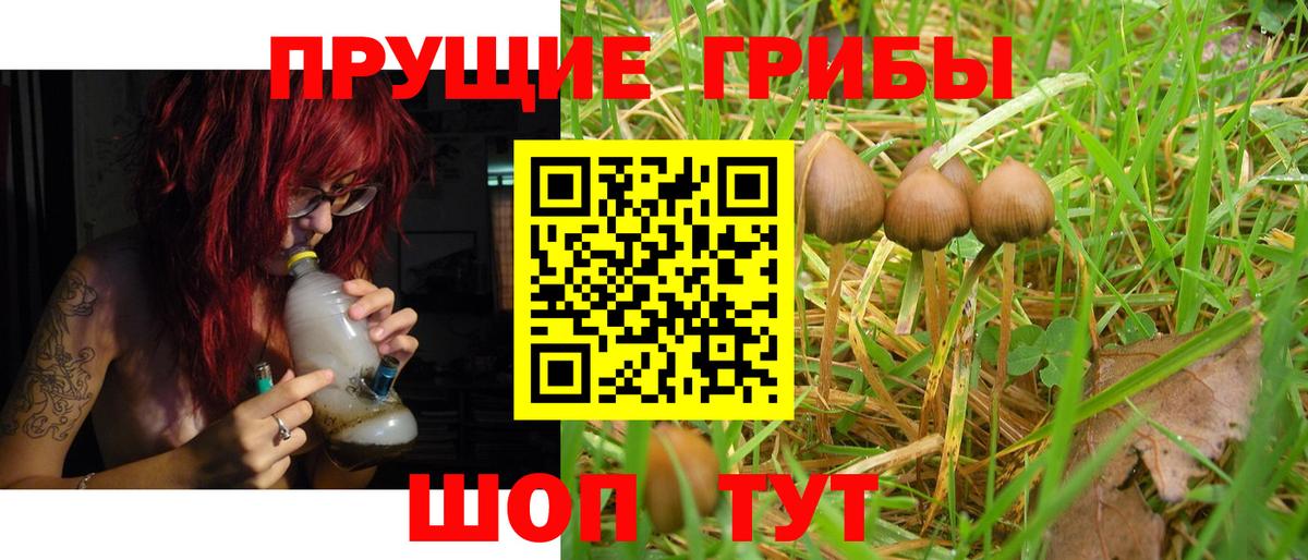закладки  Вход с VPN  Псилоцибиновые грибы мухоморы  Луга  Псилоцибиновые грибы мухоморы 
